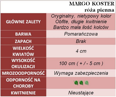 MARGO KOSTER pienna róża gł. zal